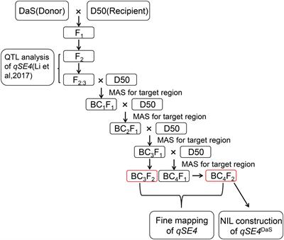 Fine mapping and target gene identification of qSE4, a QTL for stigma exsertion rate in rice (Oryza sativa L.)